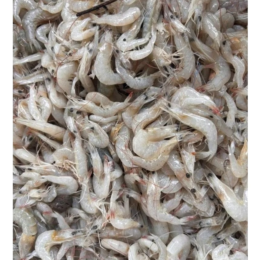 Udang Peyek / Udang Rebon