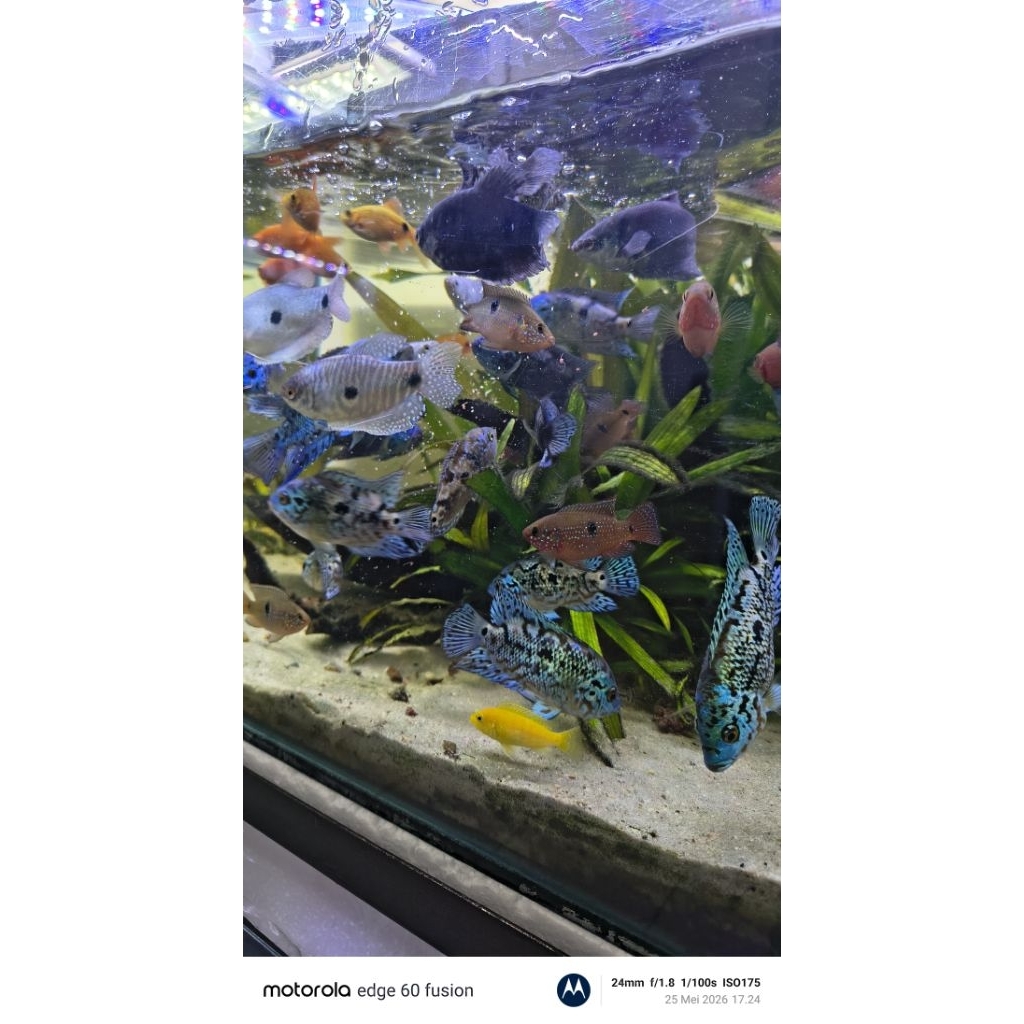 ikan blue jack