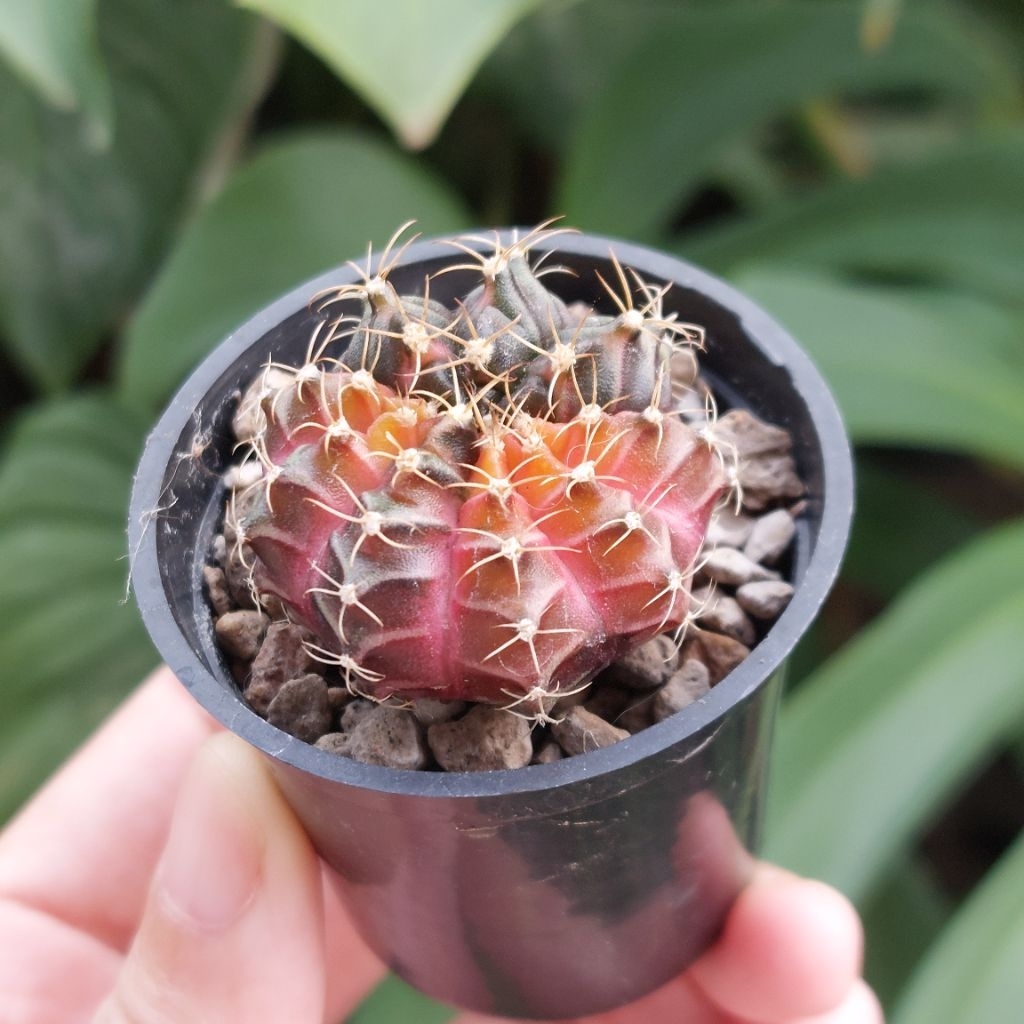 Kaktus Mini Gymnocalycium Gymno Neon Miha Ketiak Pink 3 Warna
