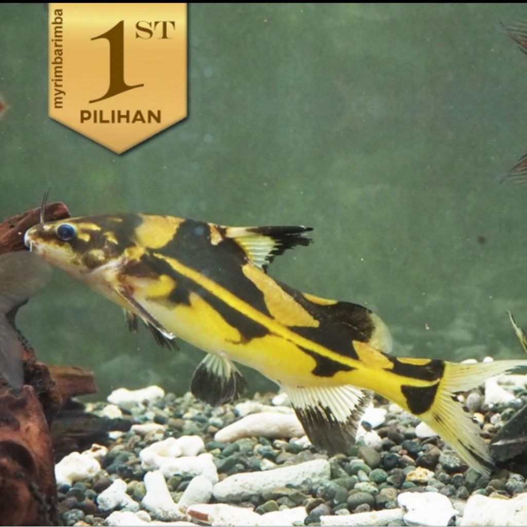 Marble Lancer Catfish Ikan Hias Aquascape Hiasan Dekorasi Aquarium