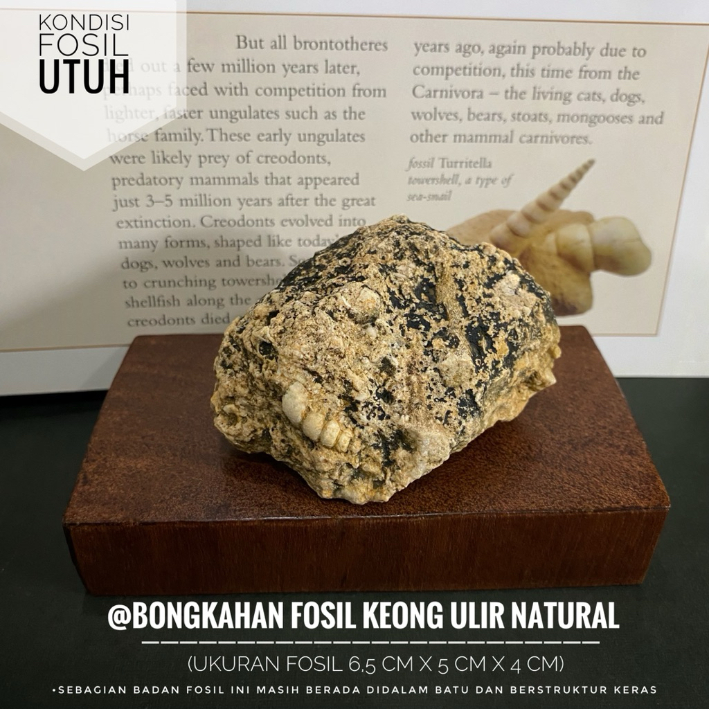 Bongkahan Fosil Keong Ulir Purba atau Fossil Gastropoda atau Fosil Kerang atau Fosil Turritella atau