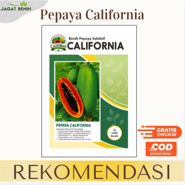 Benih Pepaya California Selektif Seleksi Genetik calina pkht ipb-9 mutu