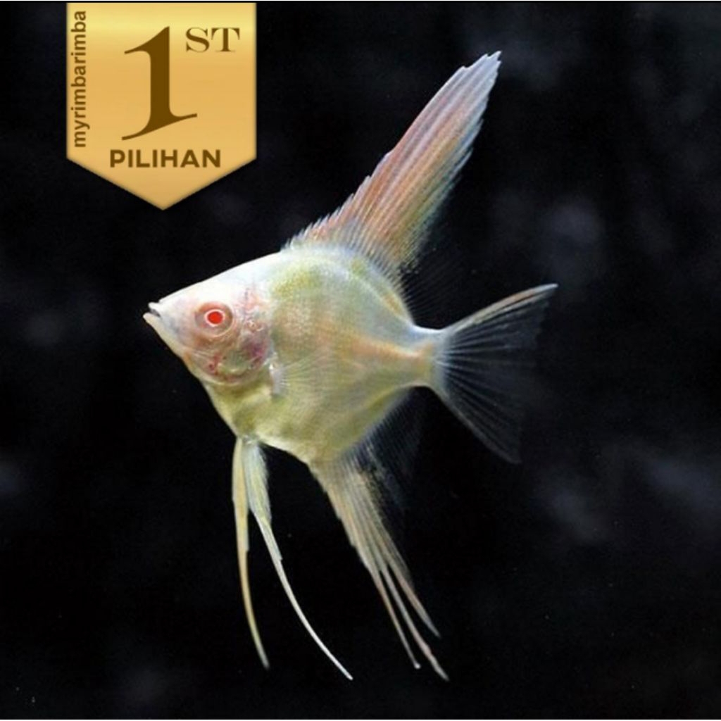 Manfish Mata Merah Platinum Ikan Hias Aquascape Hiasan Dekor Aquarium