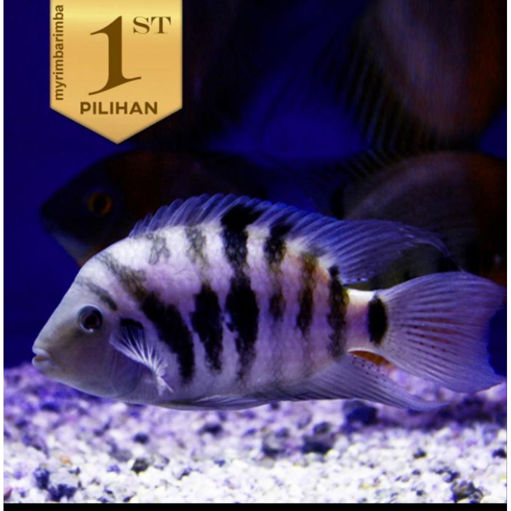 Purple Convict Cichlid Ikan Hias Aquascape Hiasan Aquarium Tanaman Air
