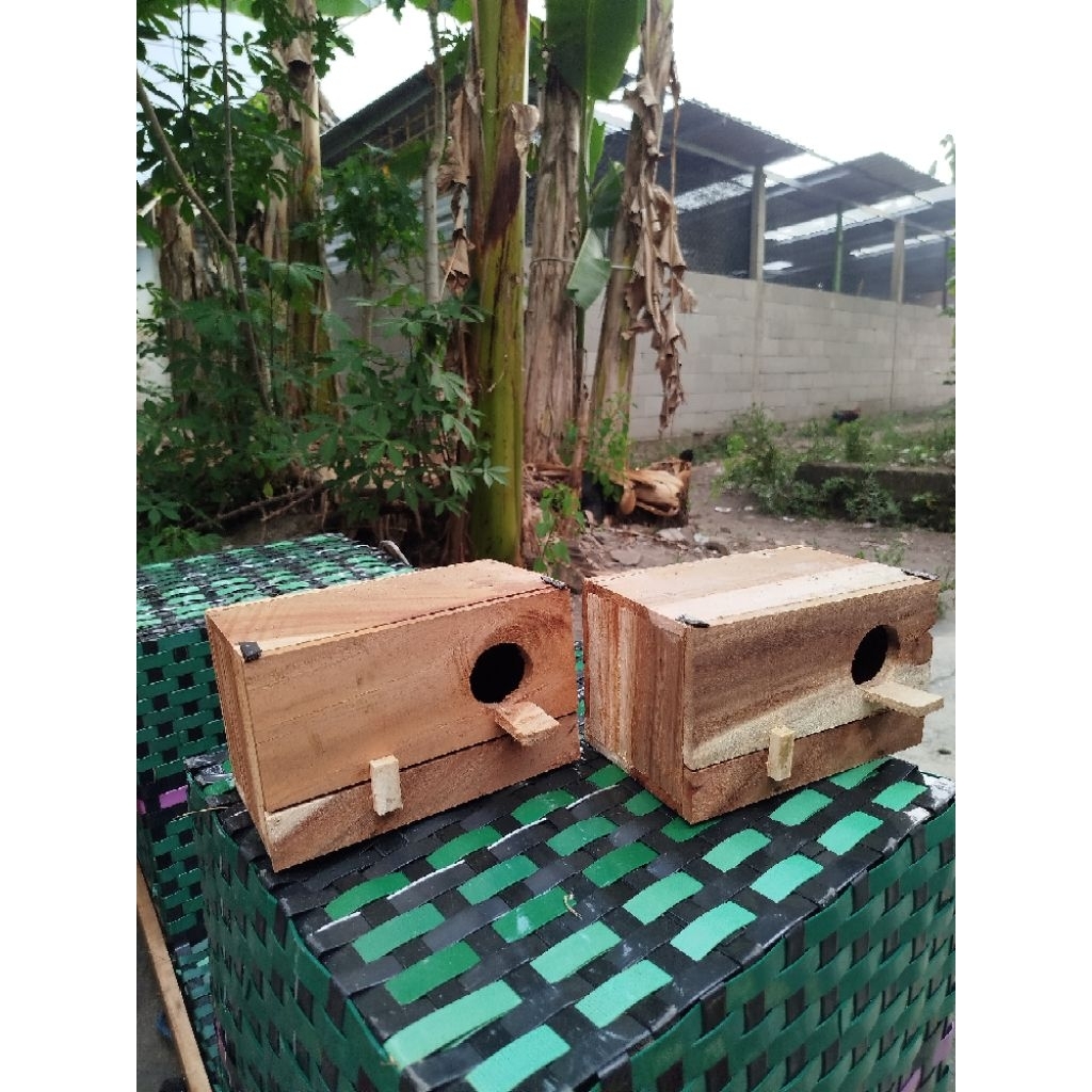 Glodok Ternak Parkit Lovebird Glodok Kotak Ternak