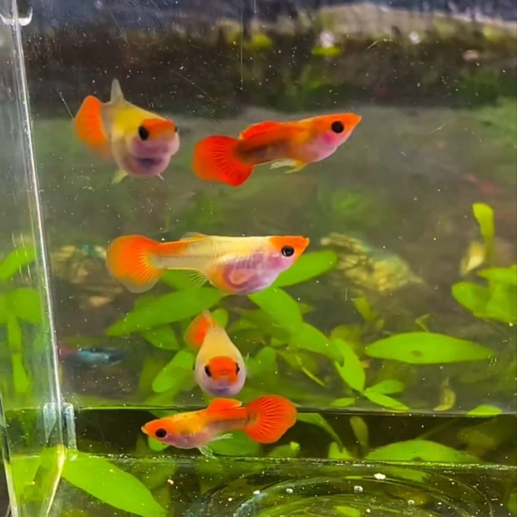 Guppy Blonde Koi Short Body Glass Belly (BERGARANSI)