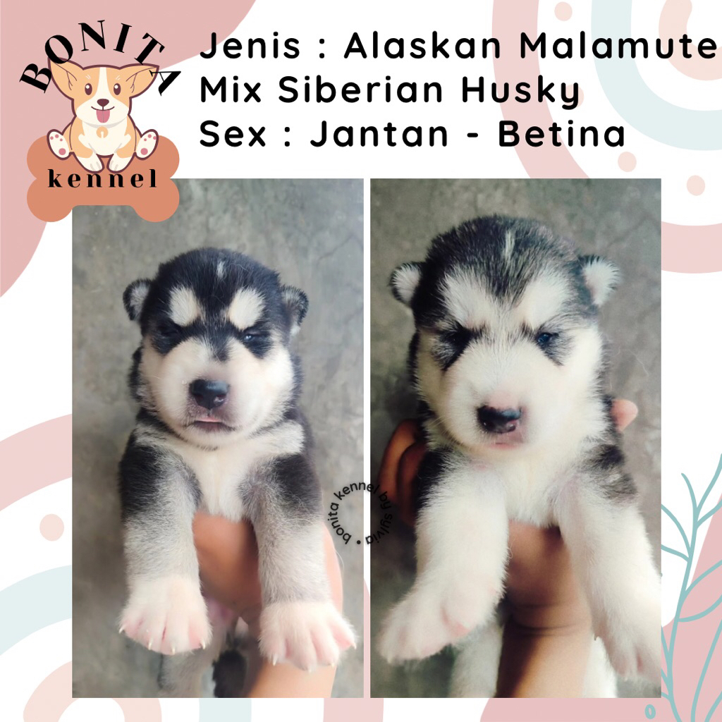 Alaskan Malamute Mix Siberian Husky Anak Anjing Alaskan Grey Red Jantan Betina
