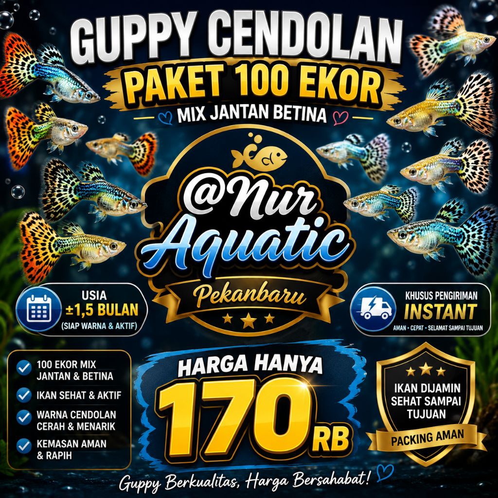paket 100 ekor ikan GUPPY Cendol UK M usia 1.5