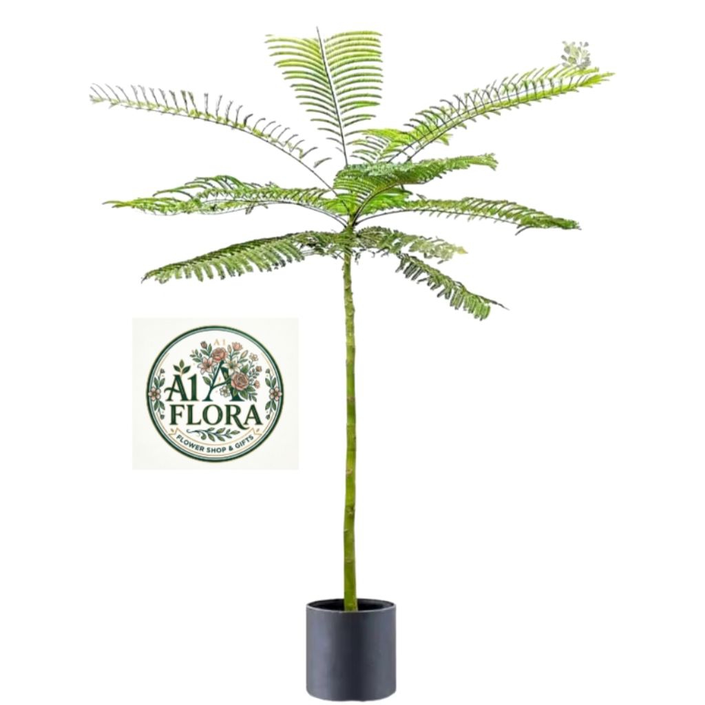 Pakis Brazil 1 Meter - Solobium Parahyba 1 Meter - Tanaman Hias Solobium Pakis Brazil - Pohon Solobi
