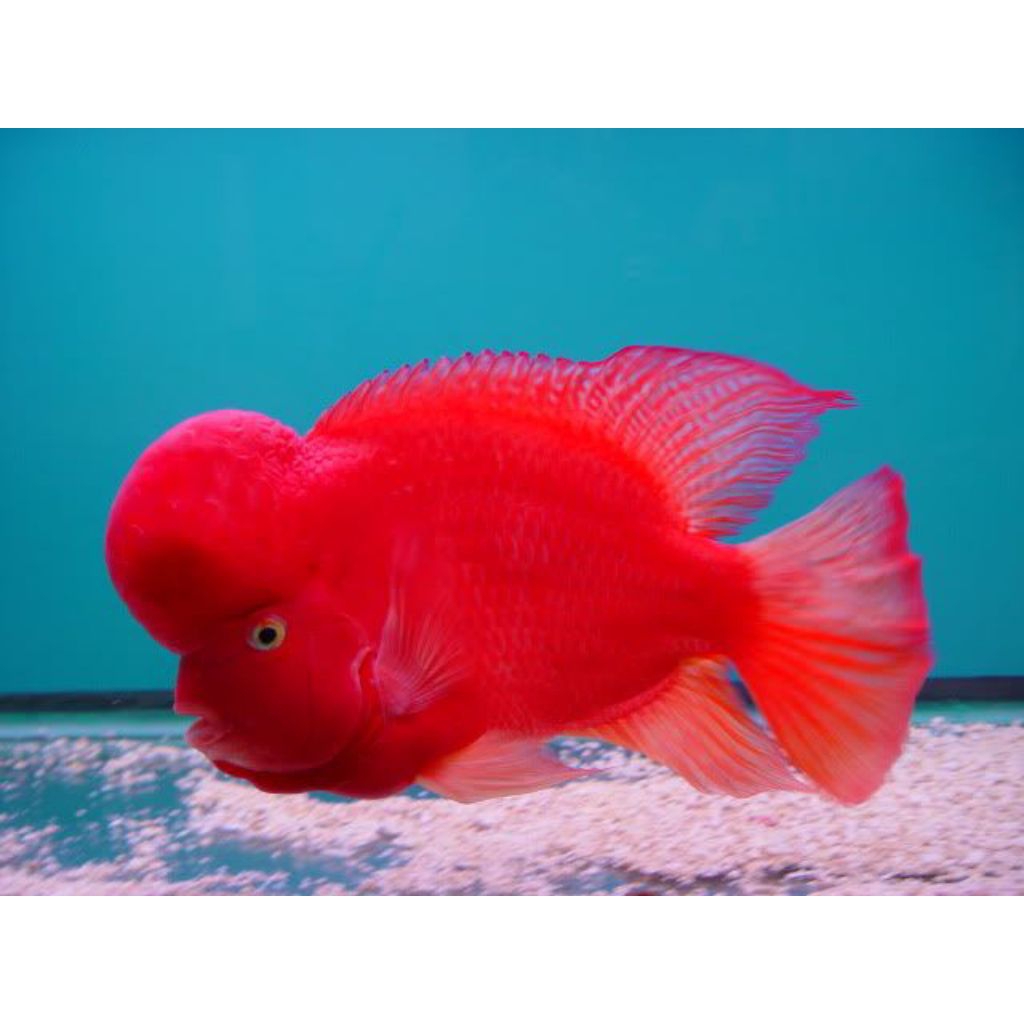 Burayak Louhan SRM Super Red Monkey Thailand, Warna Merah Menawan, Asli Thailand, Kualitas Unggulan