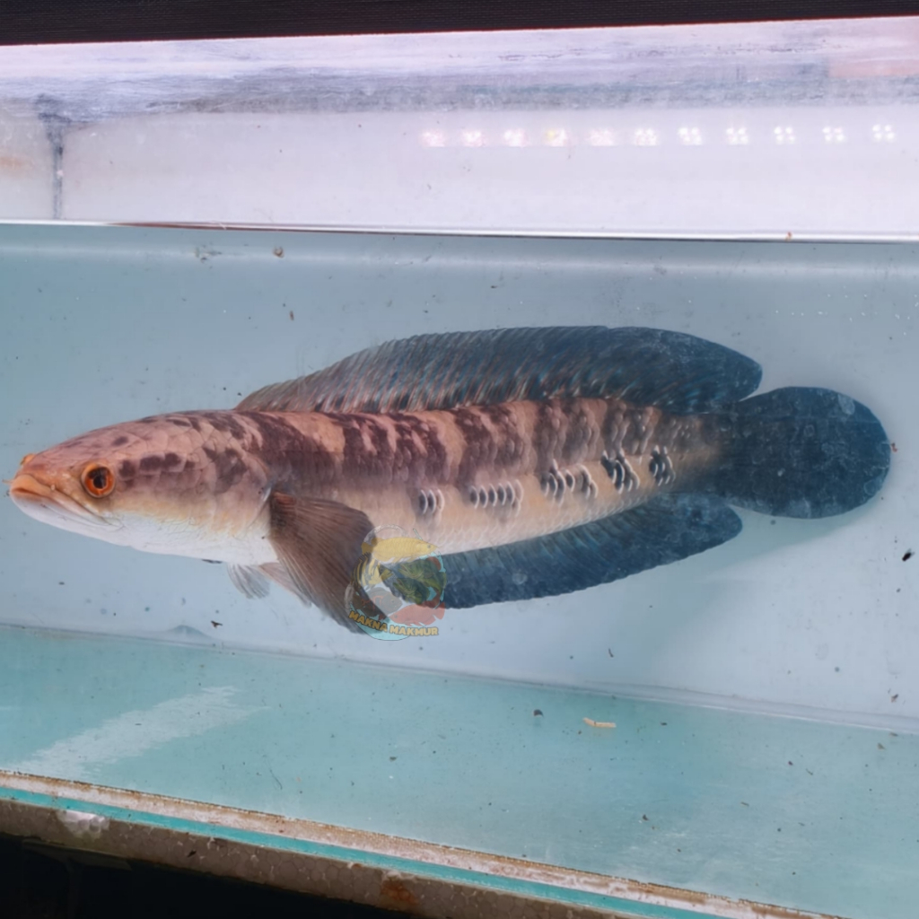 Channa YS JUMBO 50-55cm+