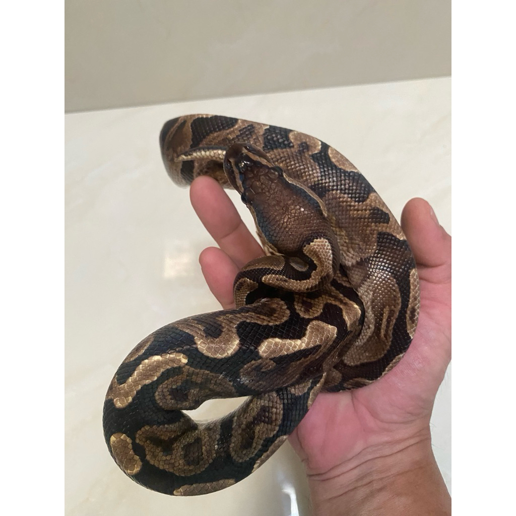Ball python GHI female