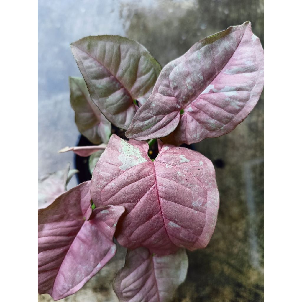 syngonium pink candy