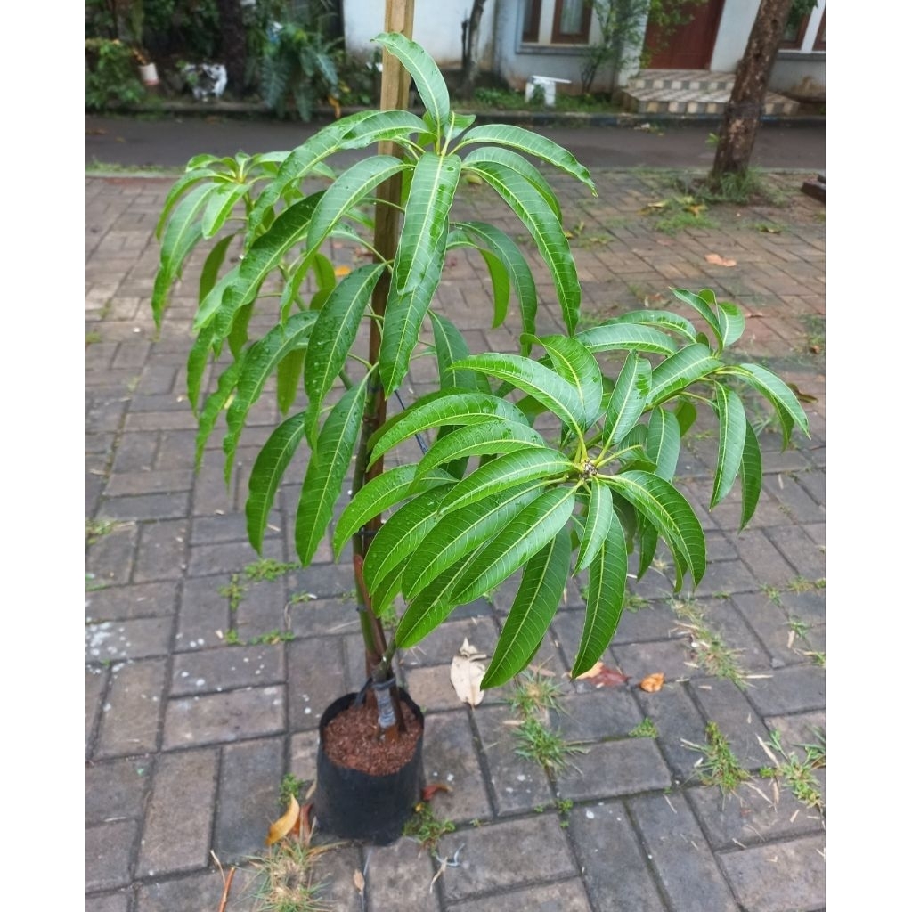 BIBIT MANGGA NAMDOKMAI CANGKOK SUSU