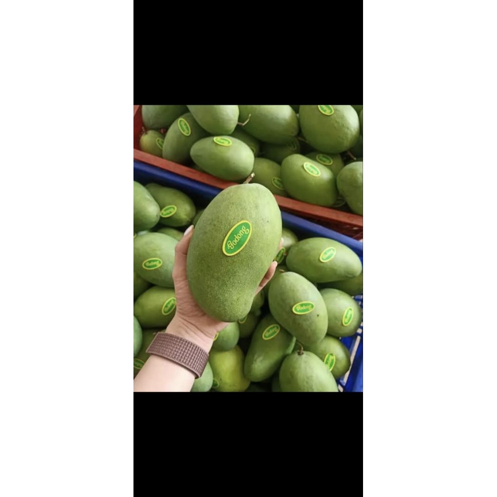 MANGGA GADUNG