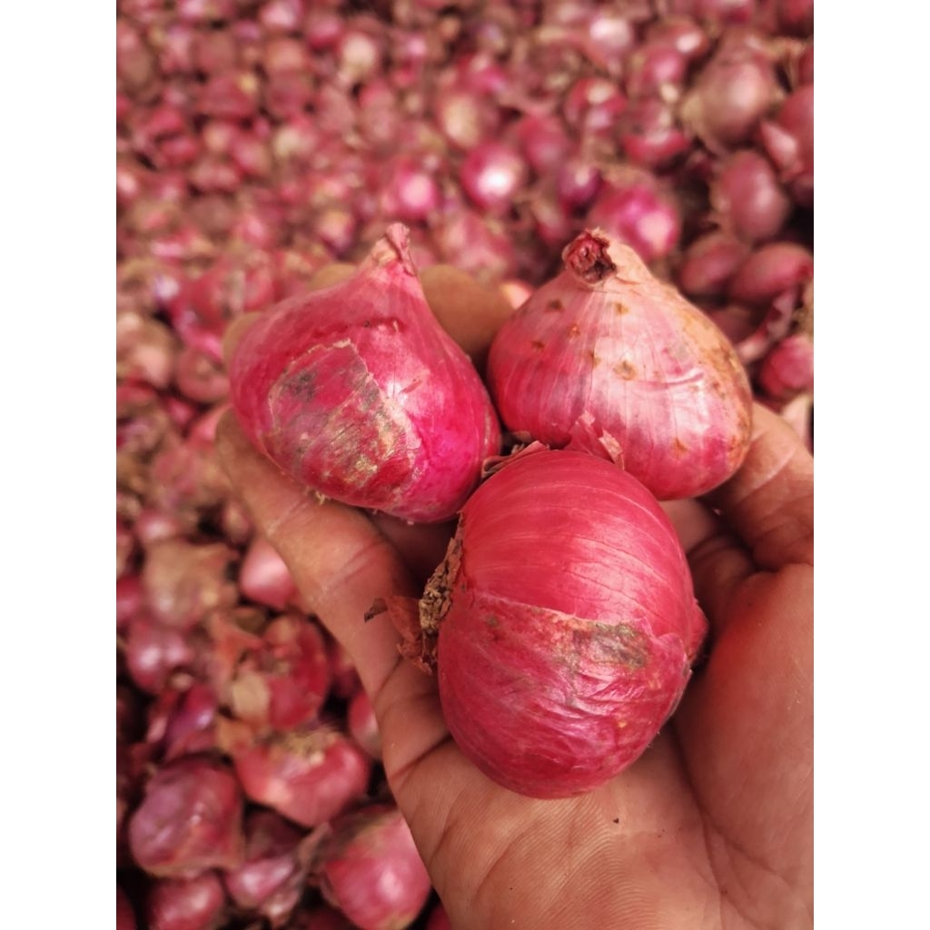 bawang merah jumbo besar /bawang merah jabar 500gr