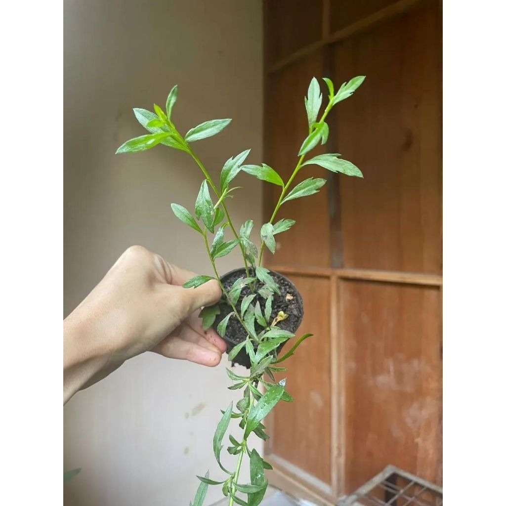 Bibit Tanaman Hidup Erigeron Daisy (Daisy Gunung) Fleabane