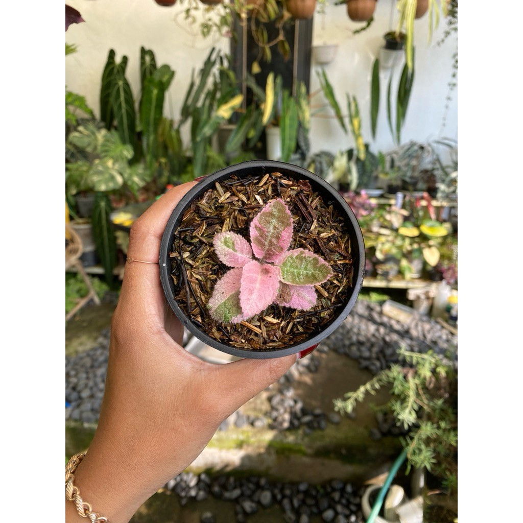 episcia pink smoke