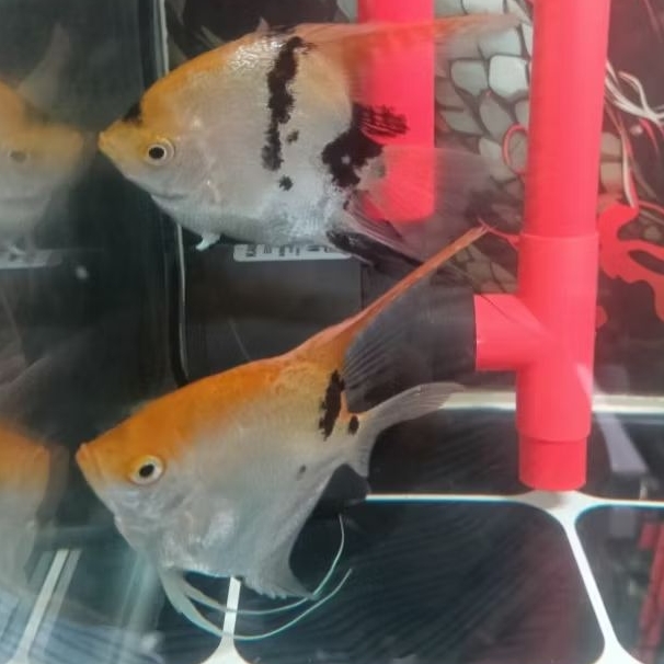 ikan hias manfish tricolor size jumbo indukan sepasang