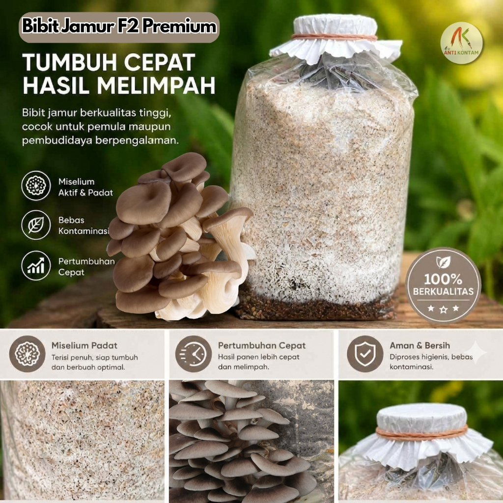 Bibit F2 Jamur Tiram Coklat Untuk Baglog