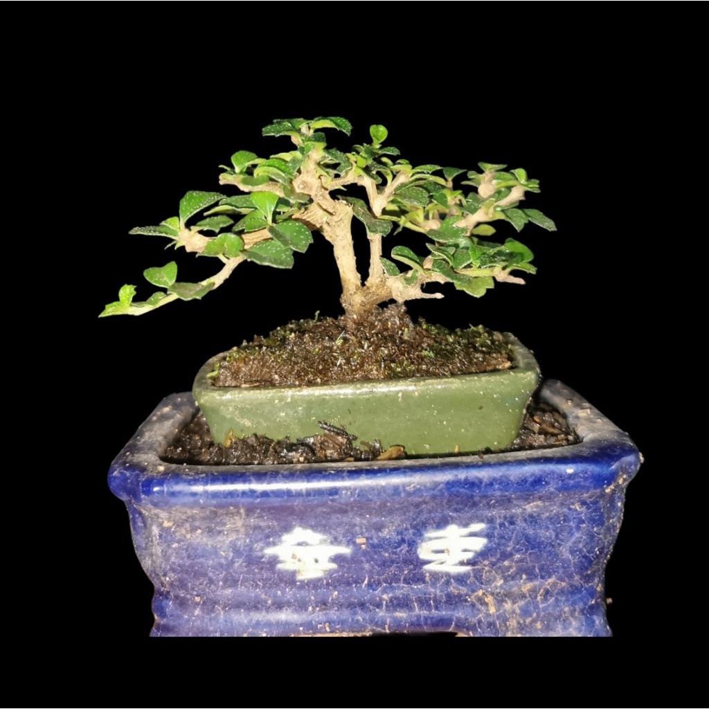 Hokianti Mini / Bonsai Hokianti Micro/Buah