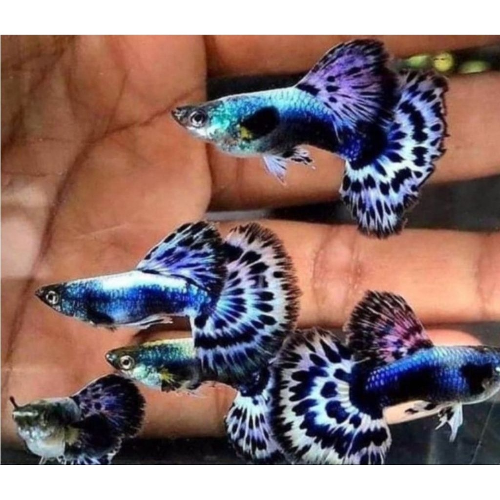 ikan guppy blue ivory