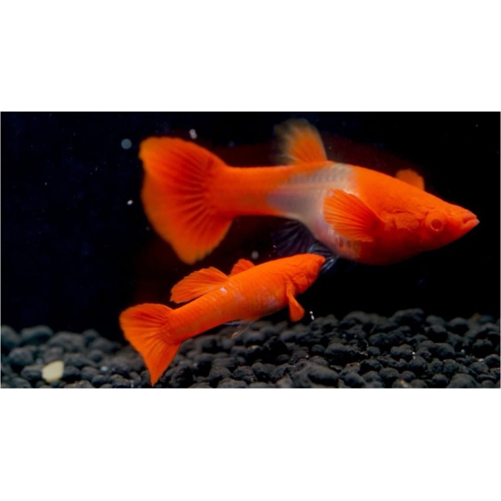 guppy albino koi sb 1 pasang