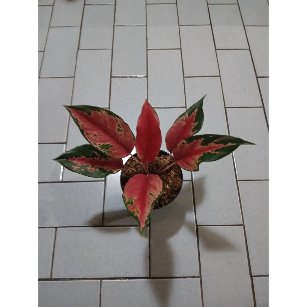 Aglaonema Kochin cameleon