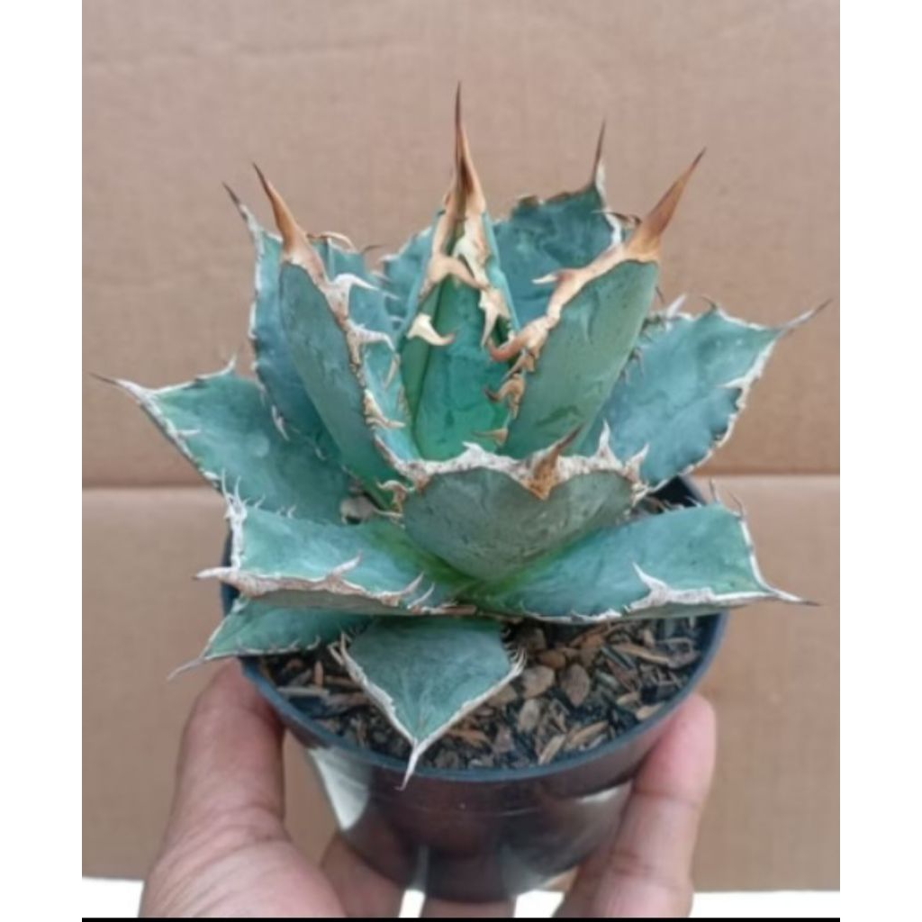 agave titanota fo 76 medium