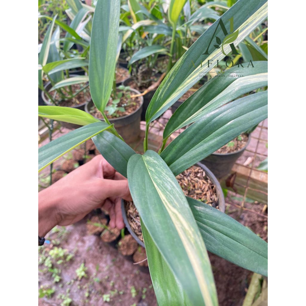 Tanaman Hias Epipremnum Amplisimum Varigata/Epipremnum Varigata/Amplisimum Varigata
