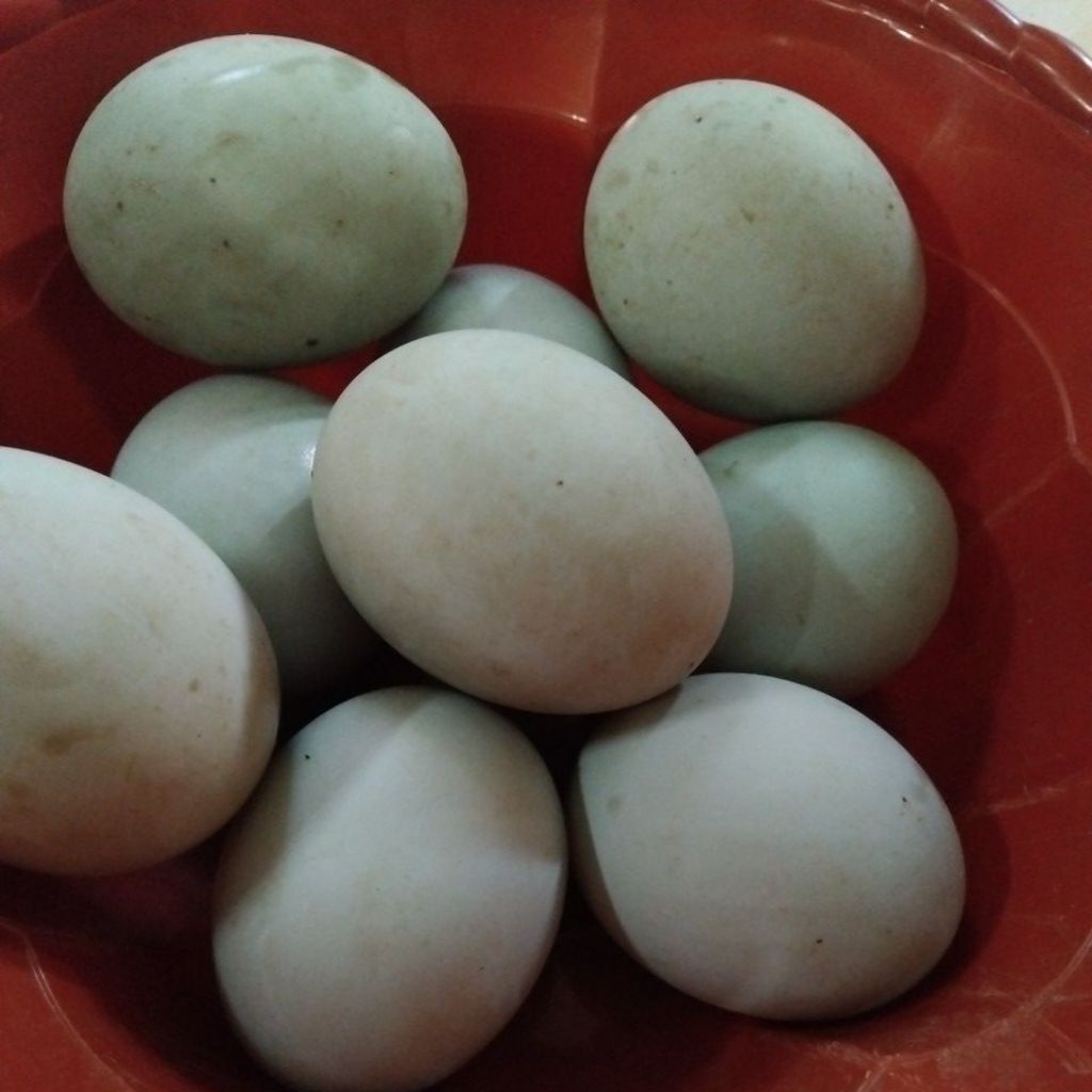 telor bebek mentah