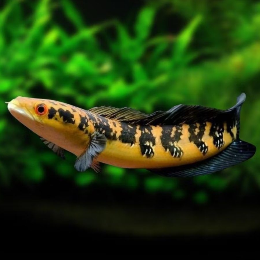 Ikan Hias Channa Maru YS - Warna Maru YS, Ukuran 8-10cm, Mental Kaca