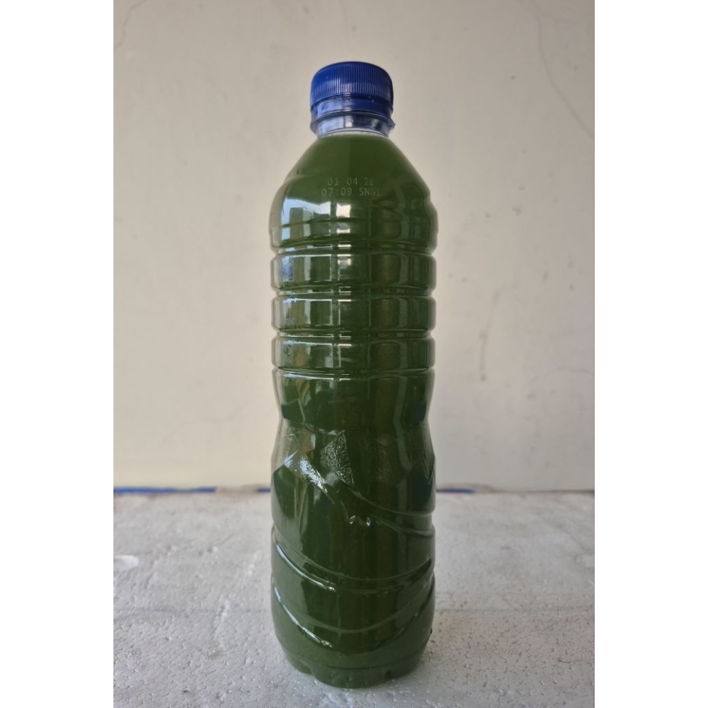 Greenwater Chlorella pakan Kutu air,Daphnia magna 600ml