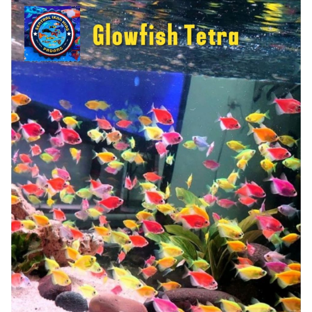 Glowfish Tetra Neon Mix Color ayak 8-9