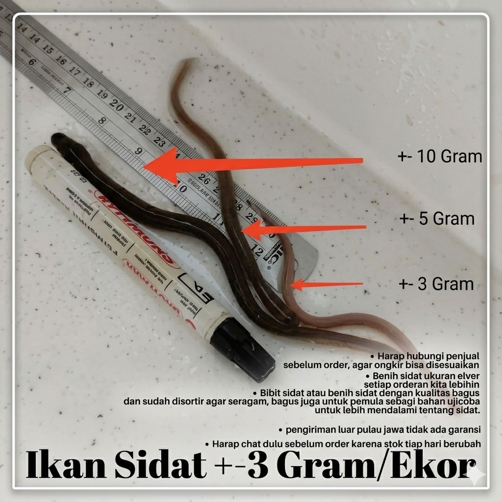 benih sidat elver sidat bicolor berat 5-9 gram garansi hidup 100%