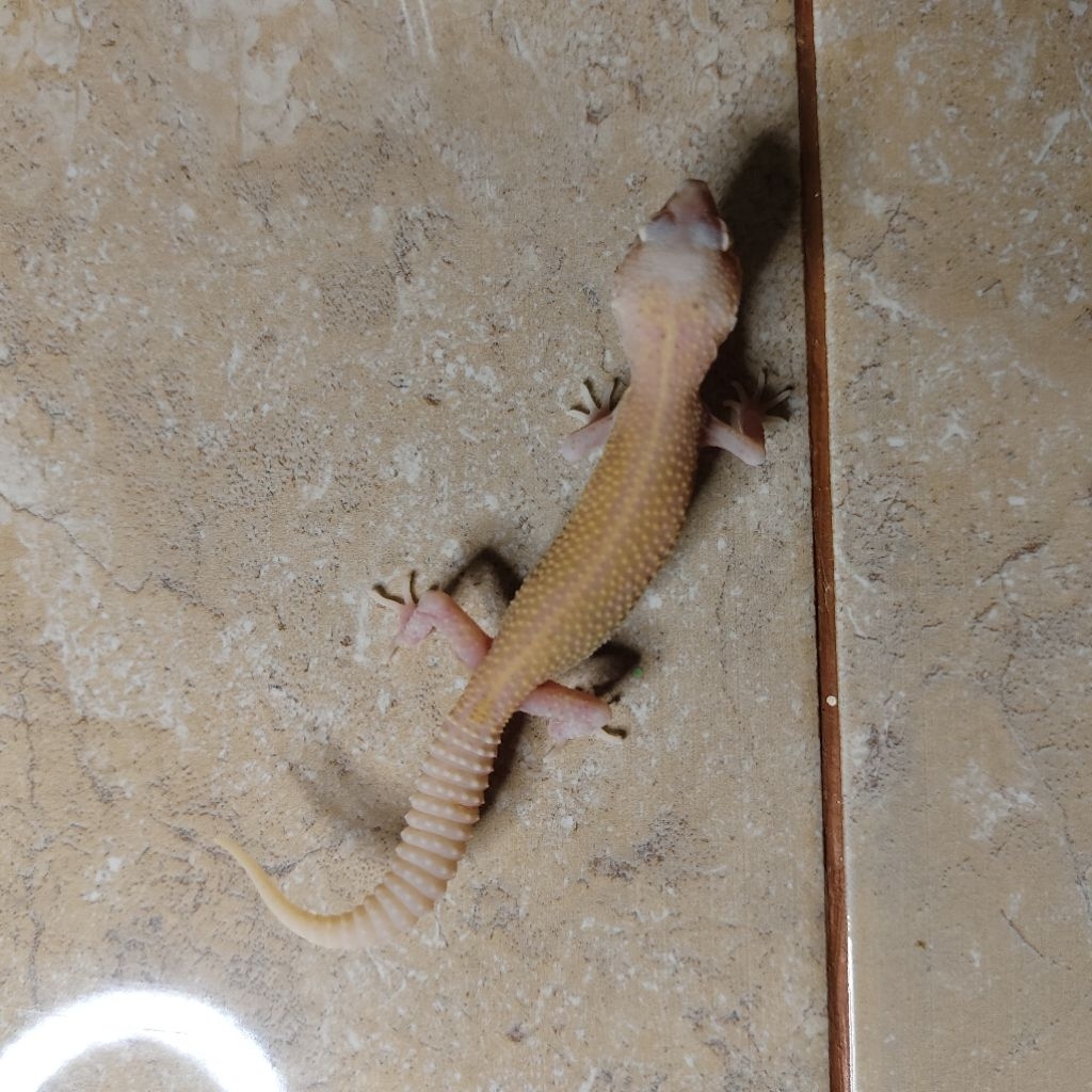(LG)gecko leopard bell eclipse
