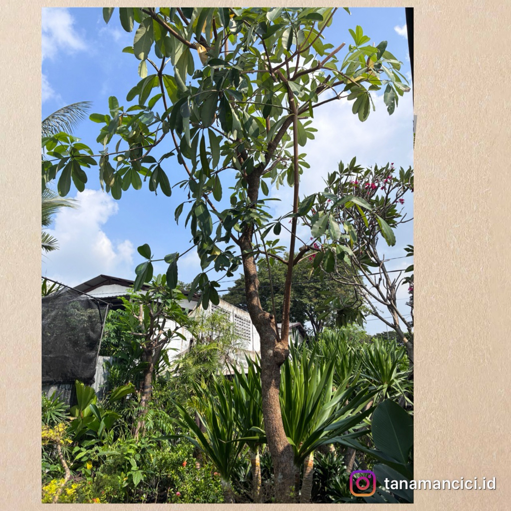 Pohon Pule hiasan taman depan hiasan rumah outdoor Plant
