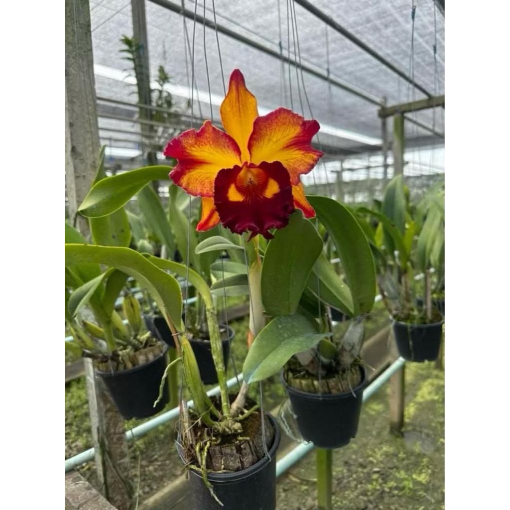 ANGGREK CATTLEYA GOLDEN SUNSET - TANAMAN HIAS ANGGREK CATTLEYA