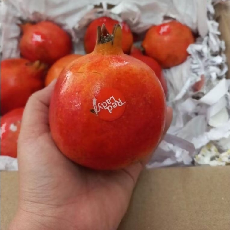 Buah Delima Merah 1 Dus/Krat India Mesir Rrc
