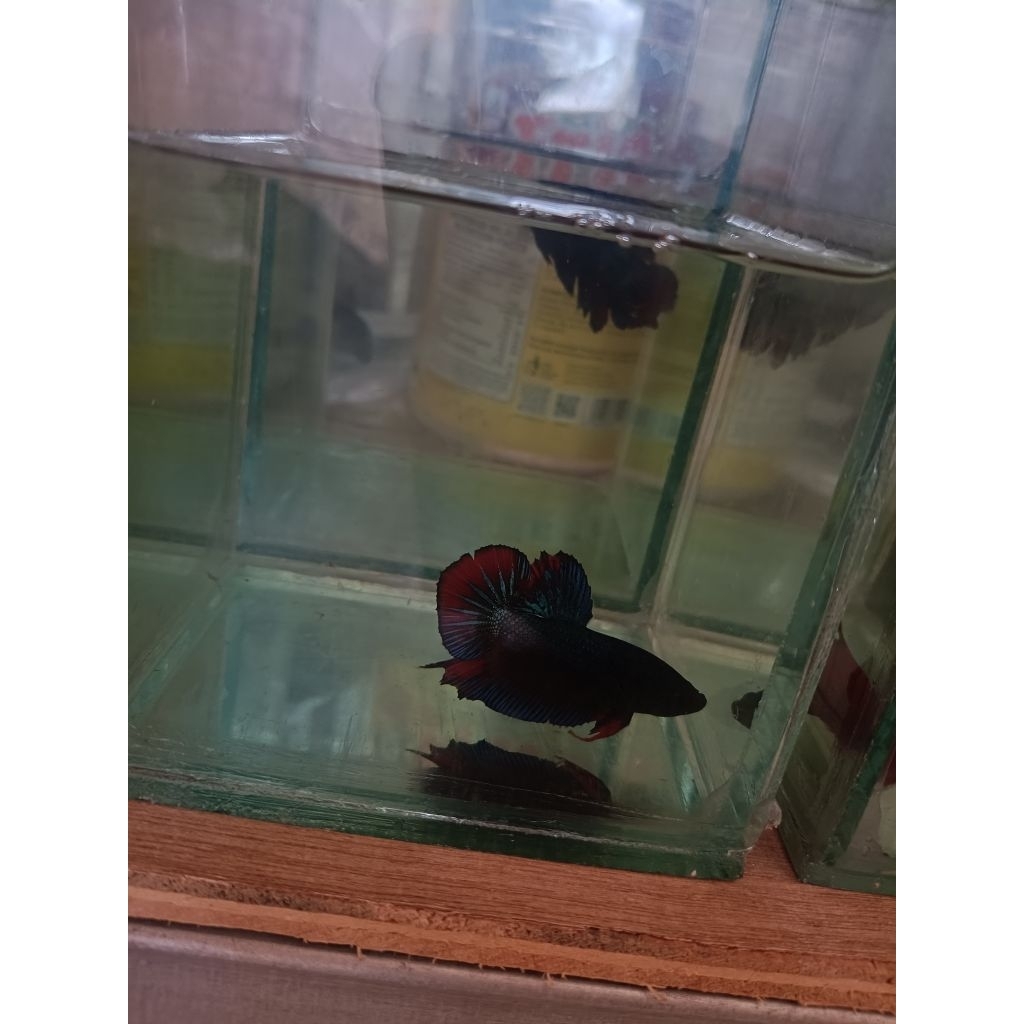 Hiasan Aquarium Cupang Murah Random