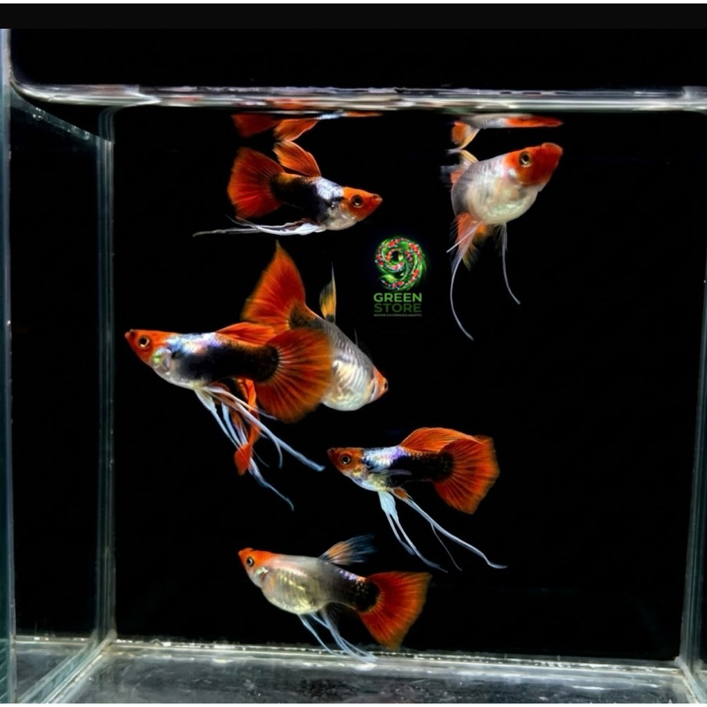Hiasan aquarium Guppy tuxedo koi ribbon short body