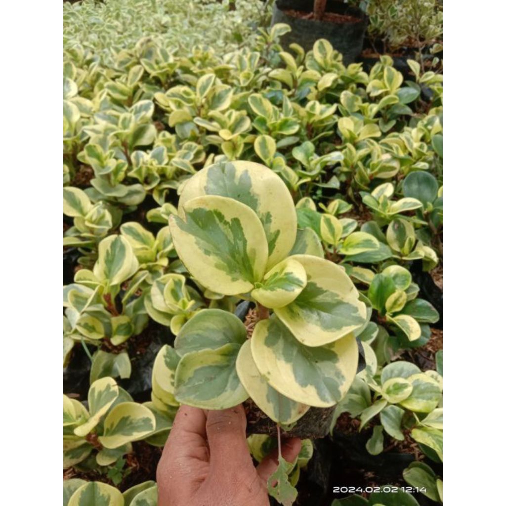 Tanaman hias peperomia teplan varigata - peperomia teplan varigata