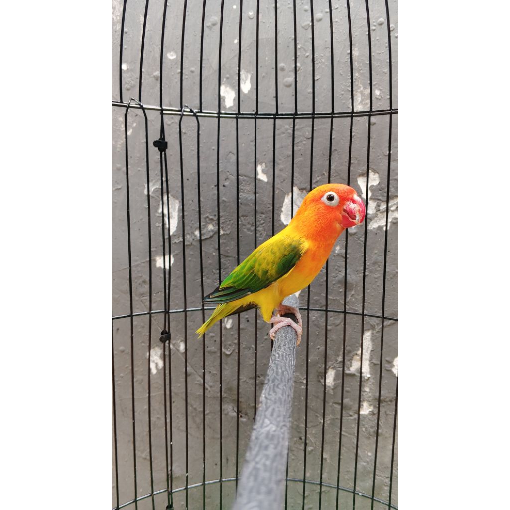 burung biola euwing green jantan (MINUS PARUH) + sangkar