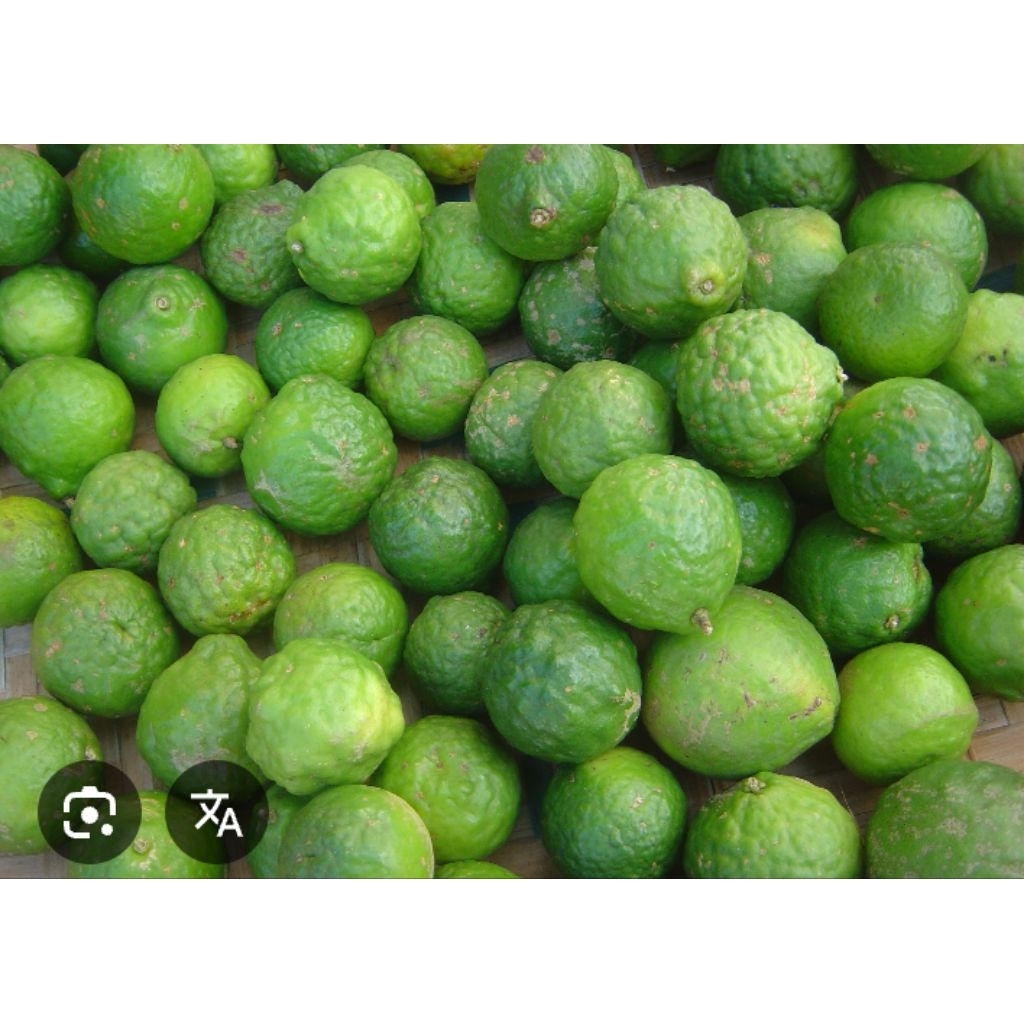 Buah jeruk purut perbiji