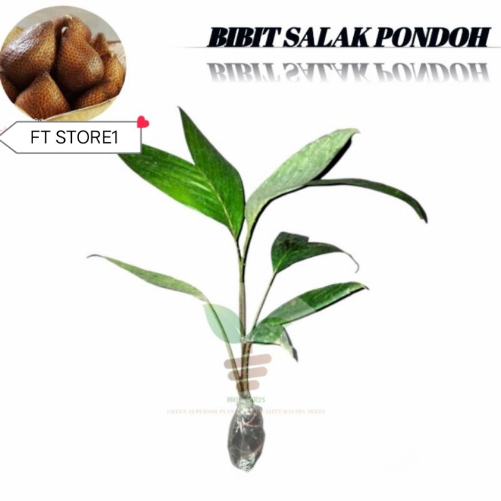 bibit salak pondoh cangkok 100% asli