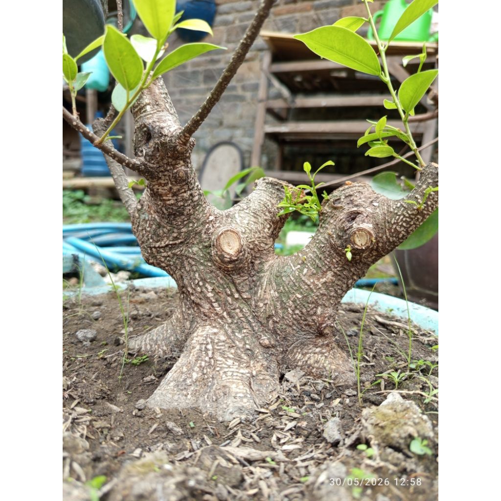 Kimeng Bogel, Bahan Prospek Realpict