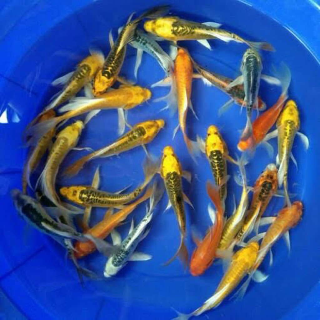 [Chan Aquatic] Koi Golden Black Slayer Size 10cm+