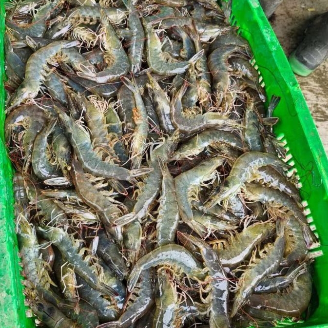 Udang Vaname Size 30 | 250gr | 500gr | 1kg