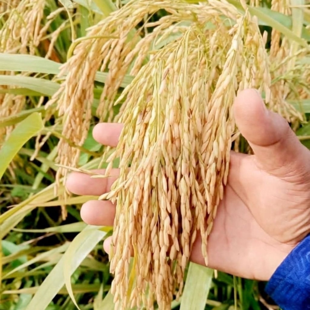 BENIH PADI IF 16 KUALITAS UNGGUL PER 1KG