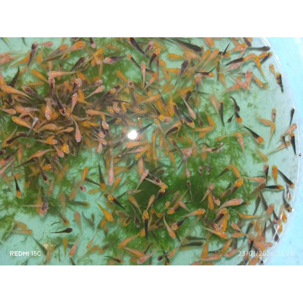 burayak/larva koi paket 1 Rb ekor indukan Blitar sowa Siro benikumon
